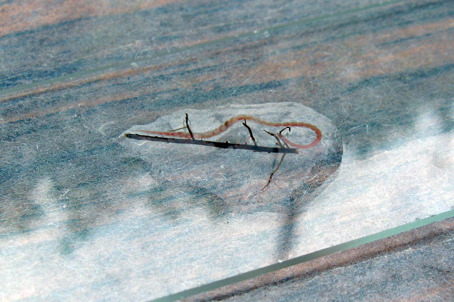 Tubifex  sp.